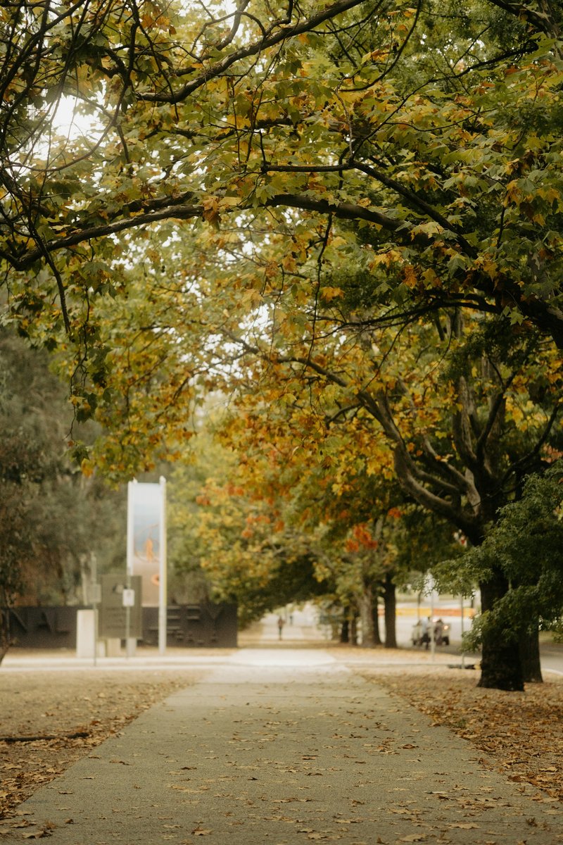 Allée de parc bordée d'arbres en automne