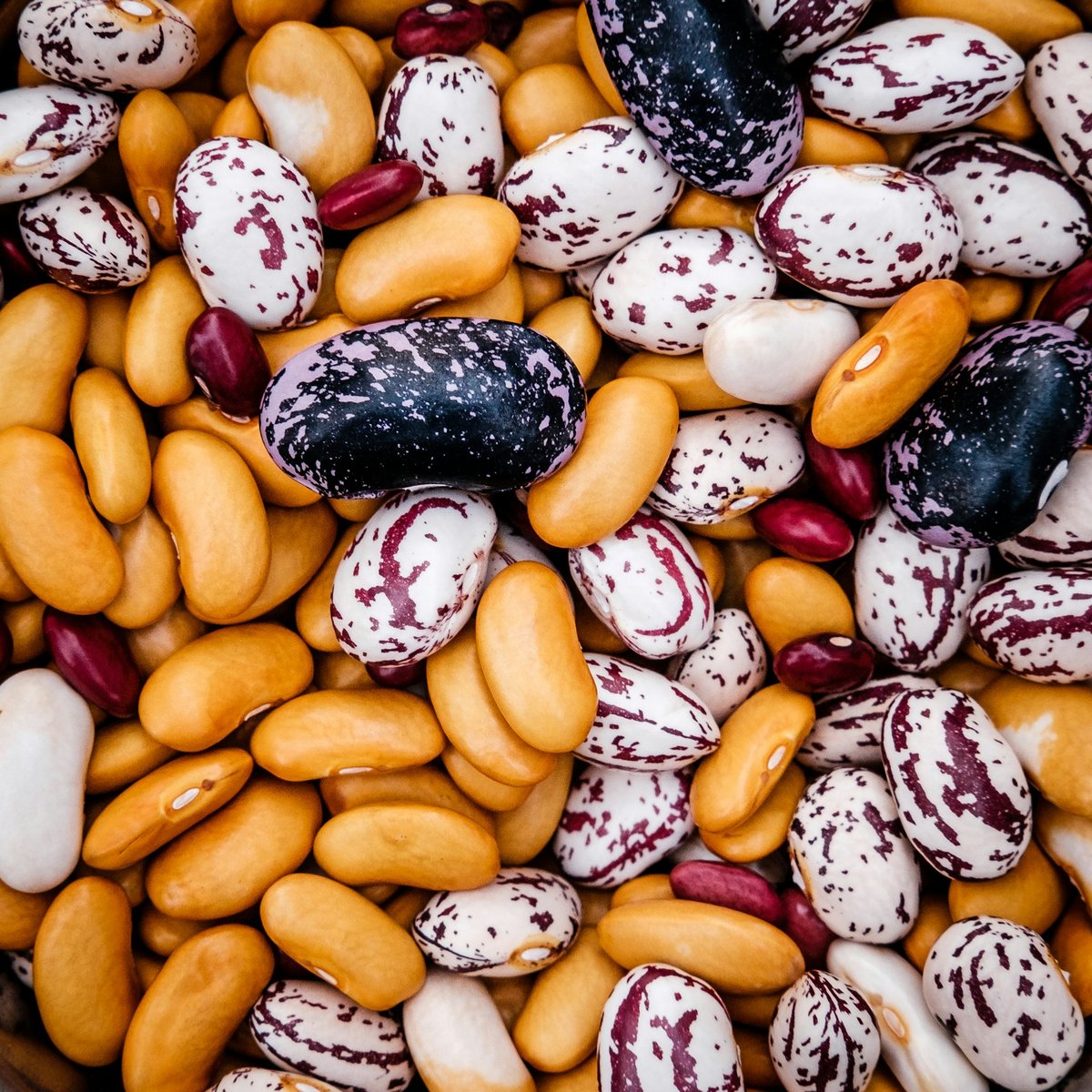 Haricots secs de couleurs mélangés