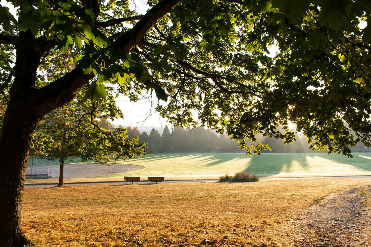 Parc au petit matin, grand arbre et pelouse au soleil