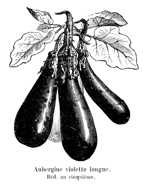 Gravure ancienne d'aubergines longues