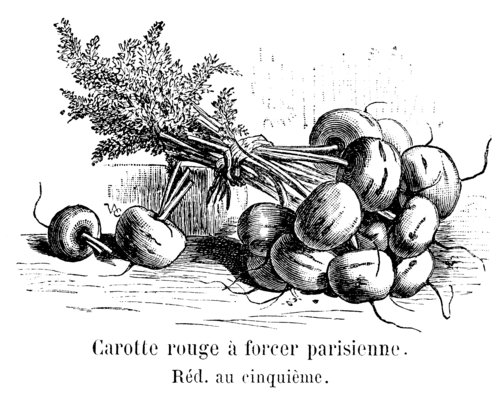 Gravure ancienne de carottes rouges courtes