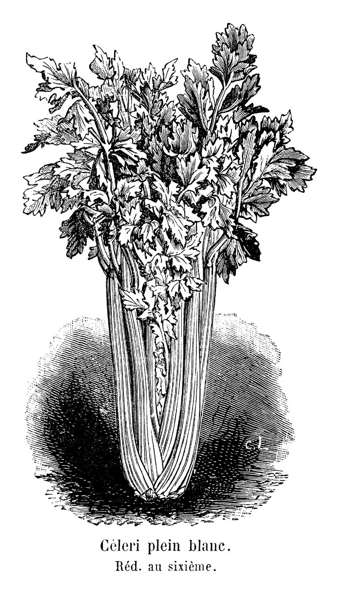 Gravure ancienne d'un pied de céleri