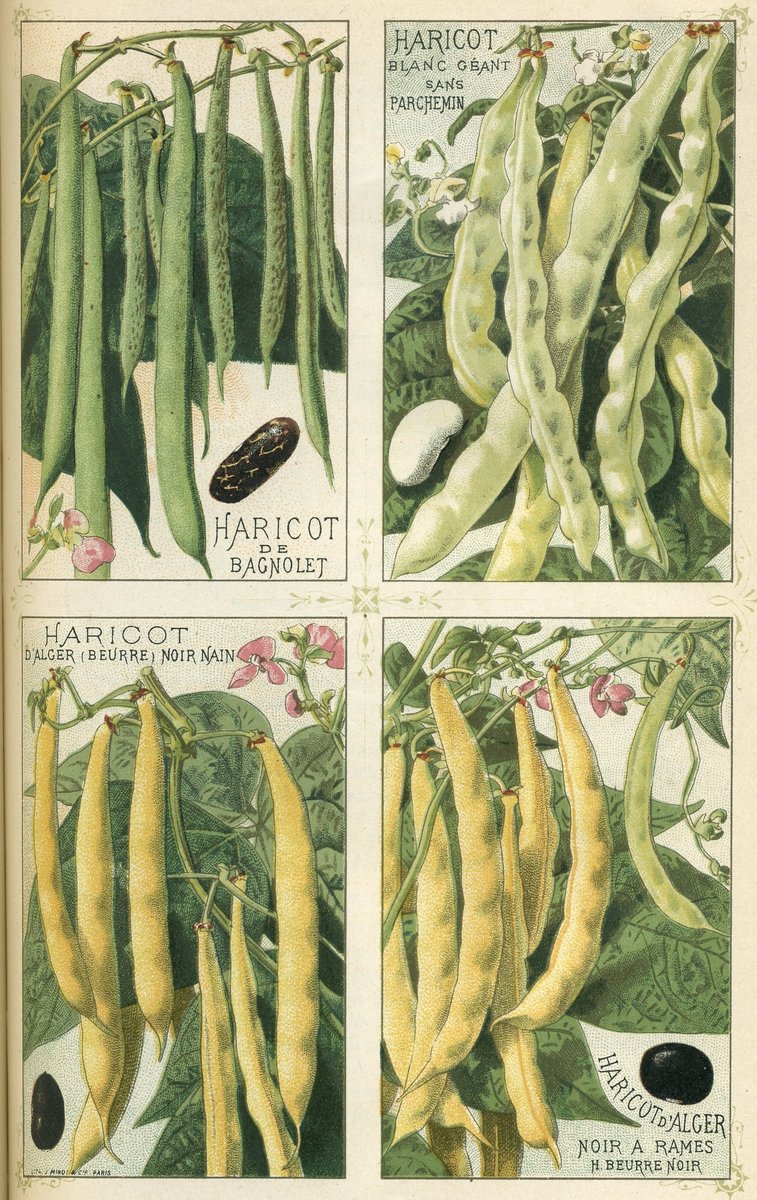 Planche ancienne en couleurs de variétés de haricots